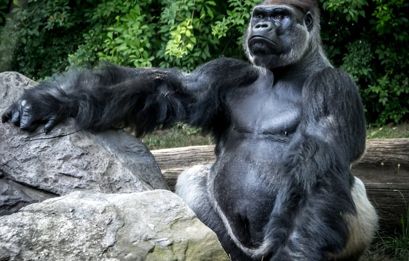Фото обои animal, gorilla, wild life, king of the forrest