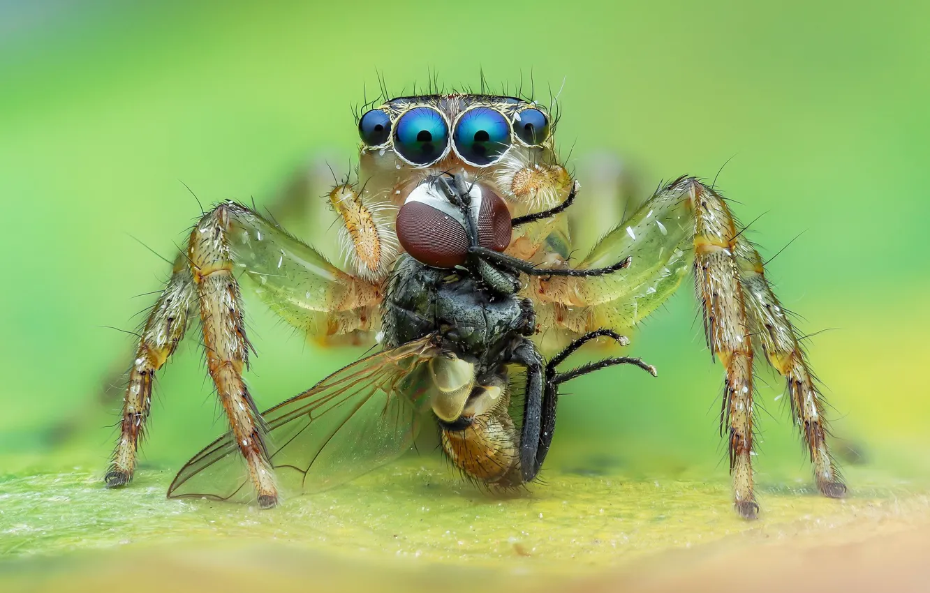 Фото обои глаза, макро, муха, фон, листок, паук, прыгун, джампер