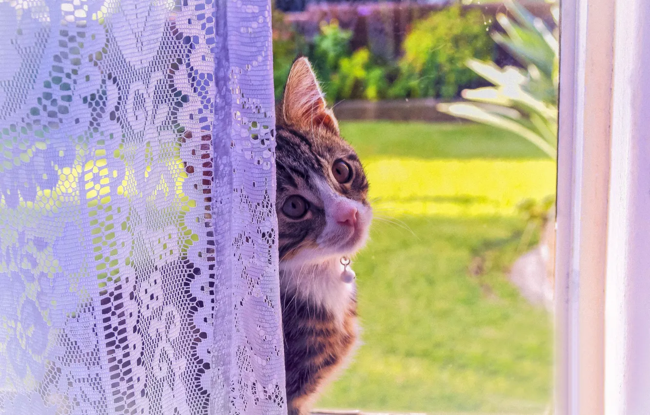 Фото обои кошка, взгляд, котенок, окно