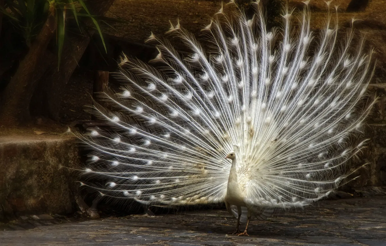 Фото обои птица, перья, хвост, павлин, белый павлин