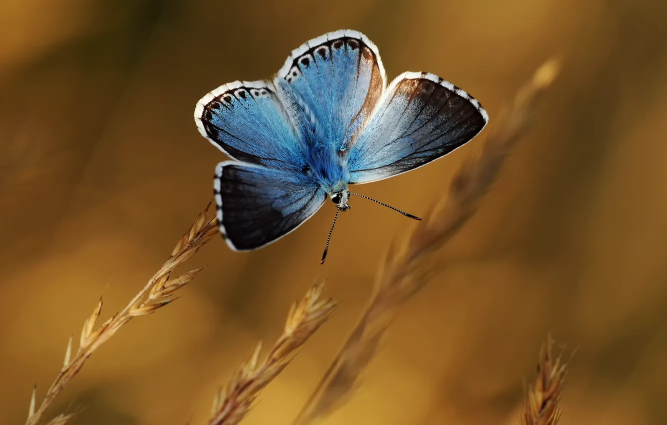 Фото обои фон, бабочка, растения, колоски, голубая