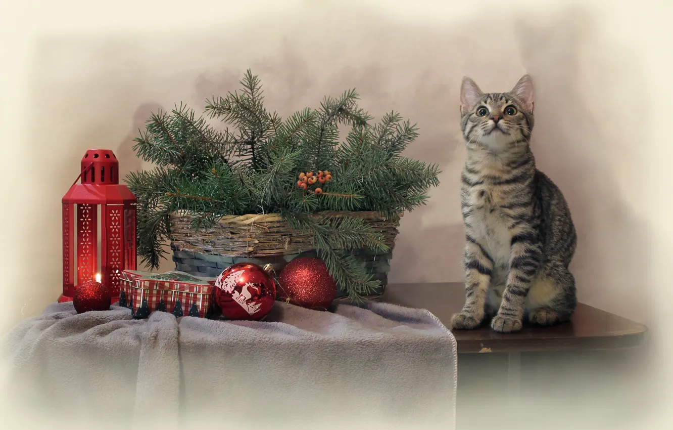 Фото обои кошка, кот, ветки, стол, животное, праздник, игрушки, новый год