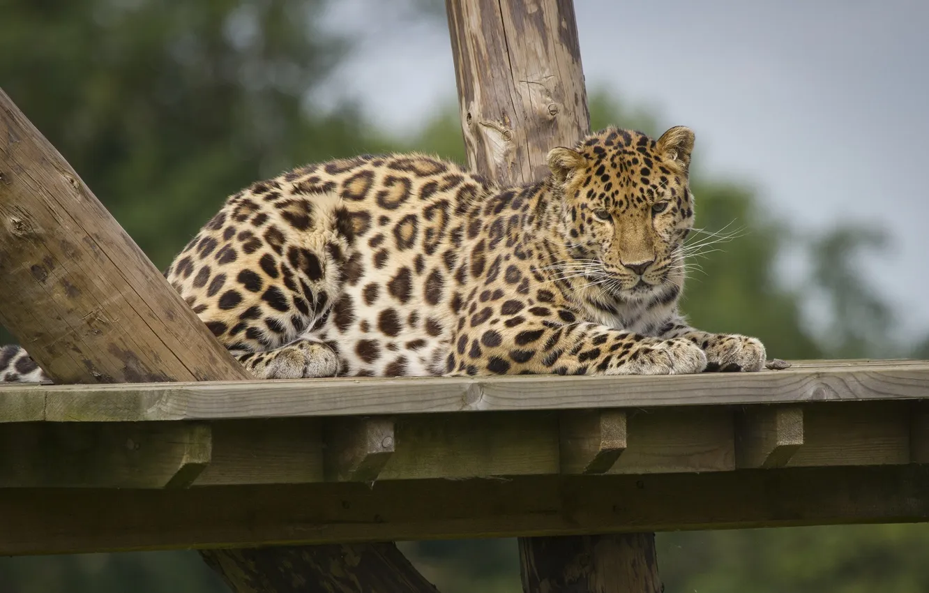 Фото обои отдых, хищник, пятна, леопард, дикая кошка, зоопарк