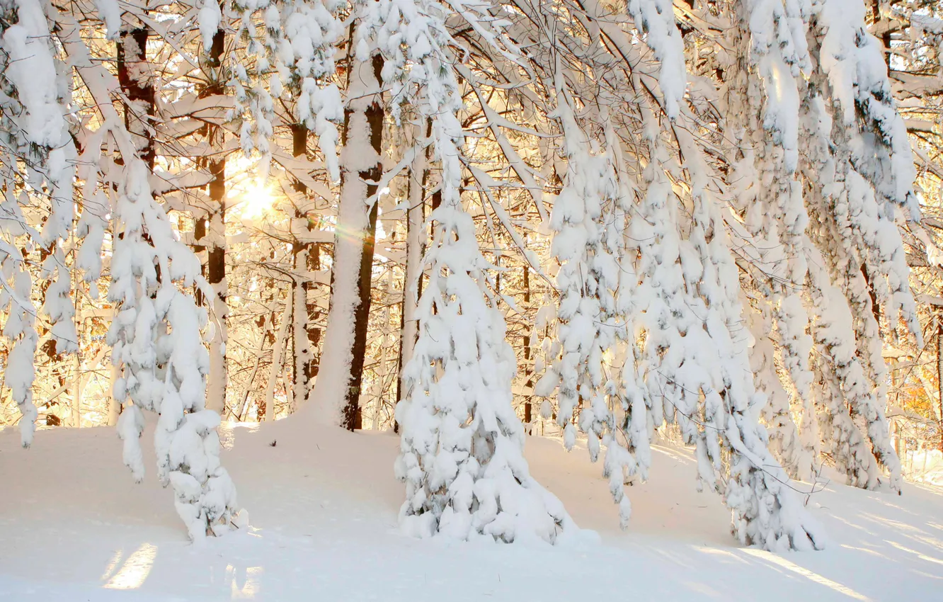 Фото обои лес, солнце, снег, природа