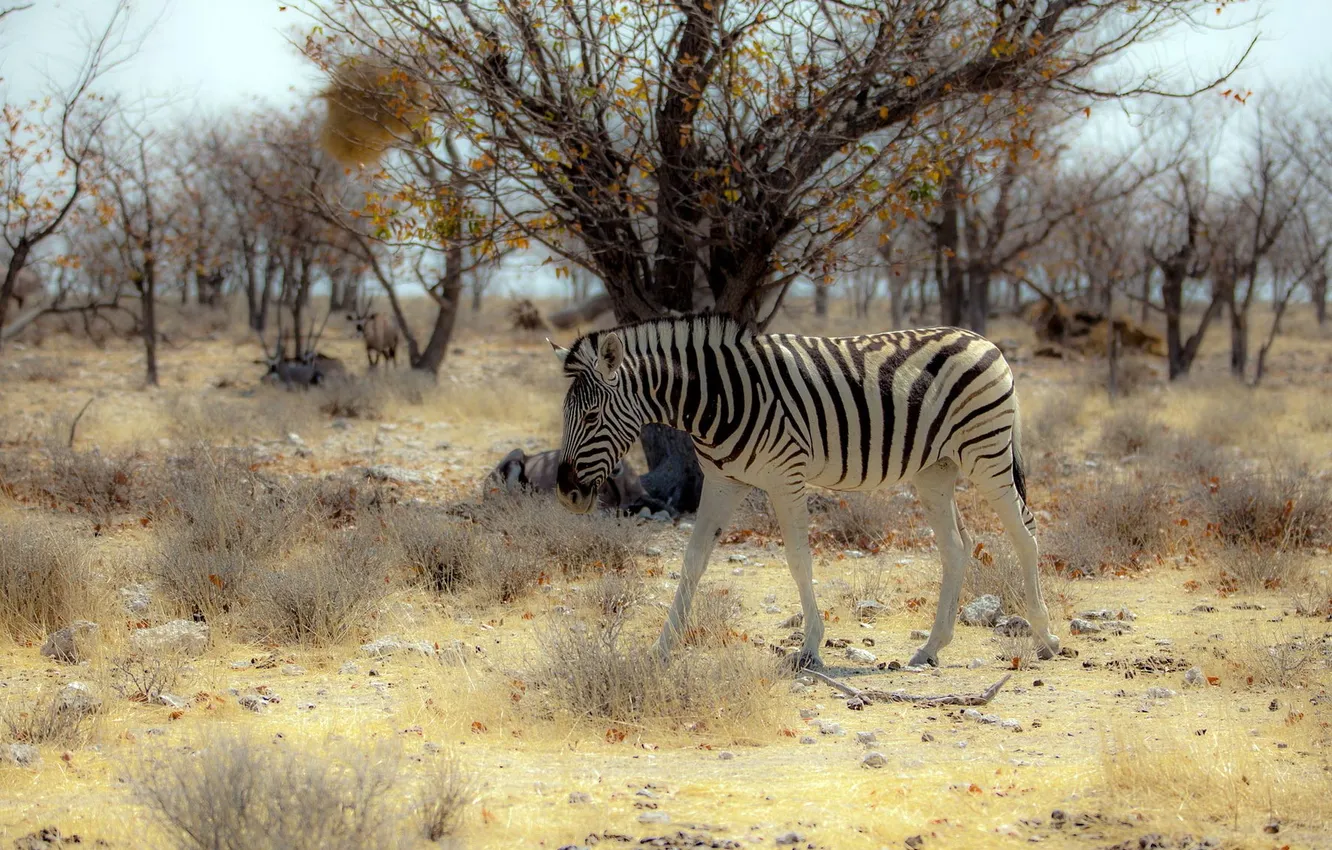 Фото обои природа, зебра, Африка