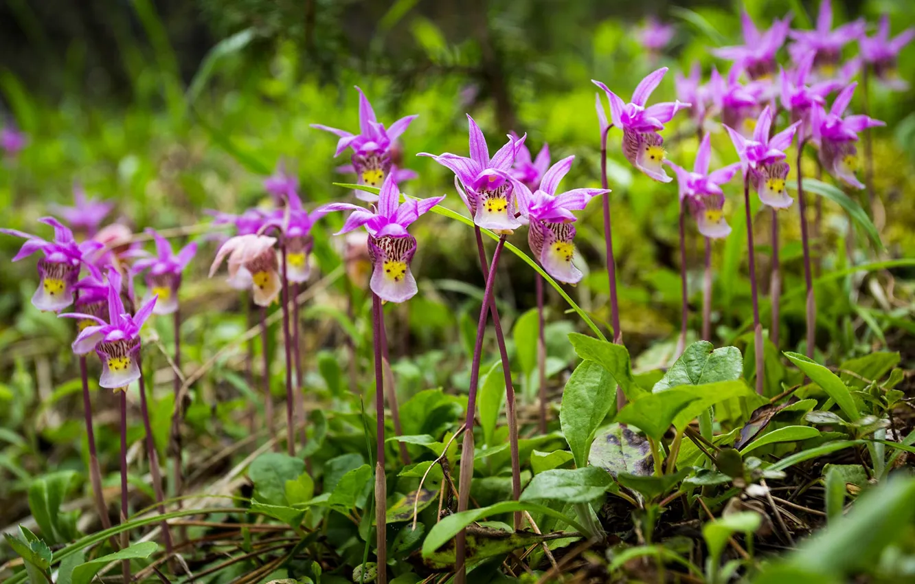 Фото обои цветы, Канада, Альберта, Banff National Park, орхидея, калипсо