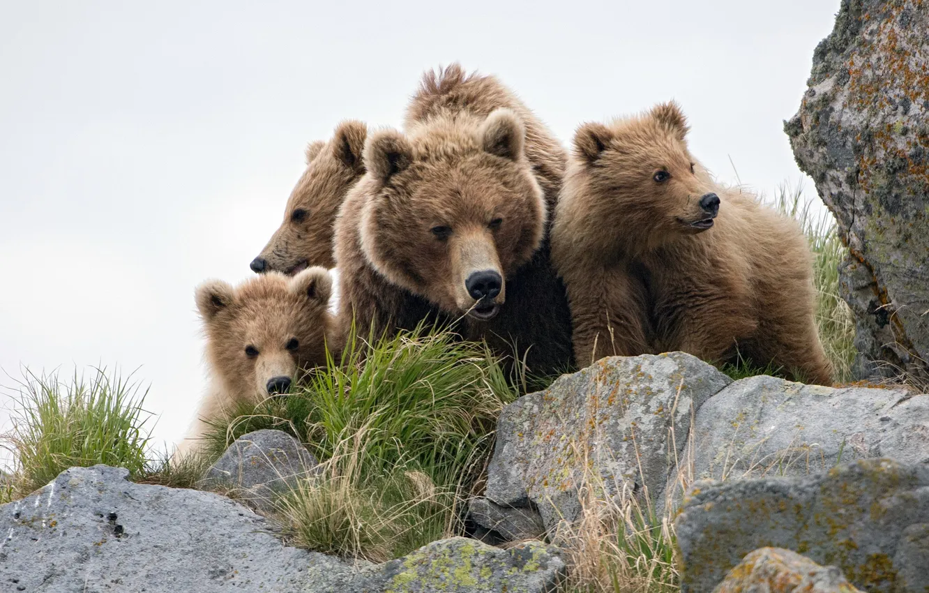 Фото обои bear, animals, wildlife, cubs