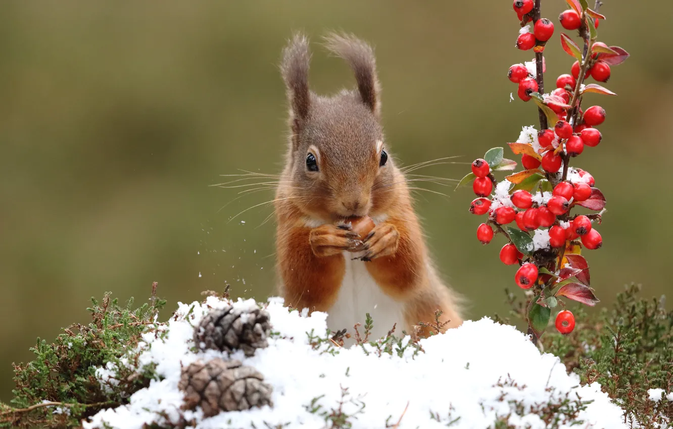 Фото обои зима, снег, ягоды, фон, ветка, орех, белка, плоды