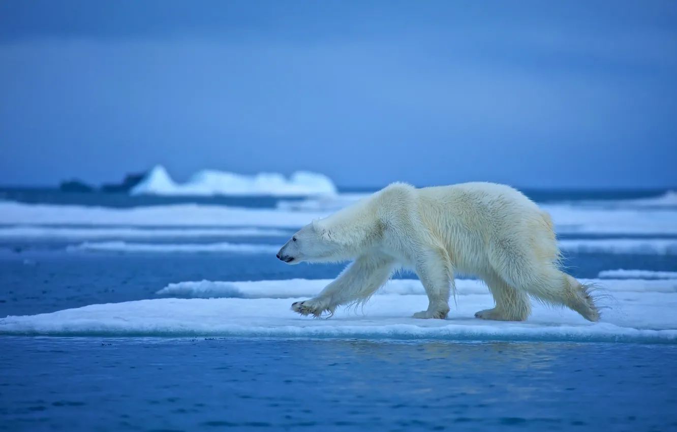 Фото обои вода, льдина, белый медведь