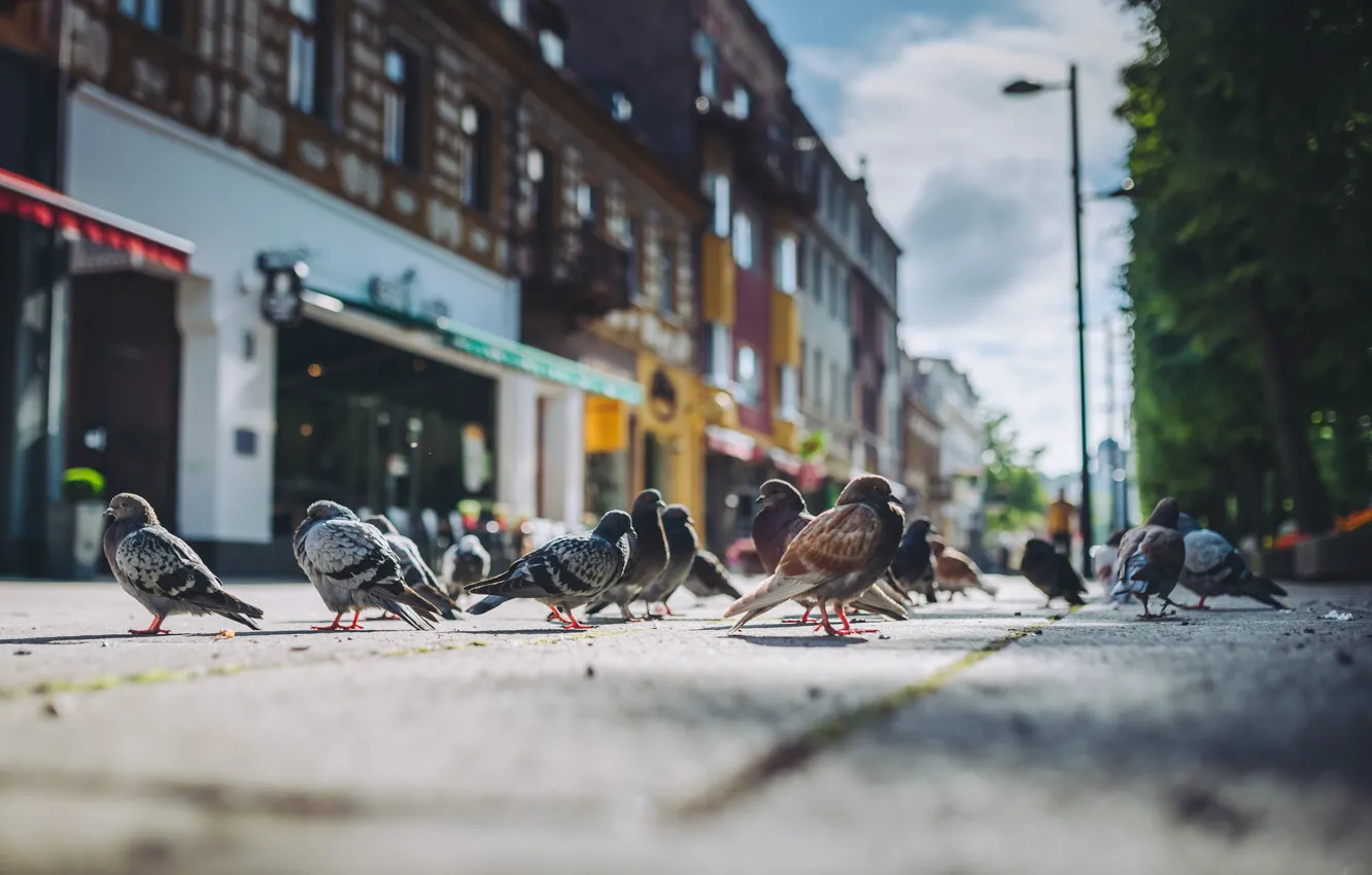 Фото обои Birds, Summer, Lietuva, Kaunas