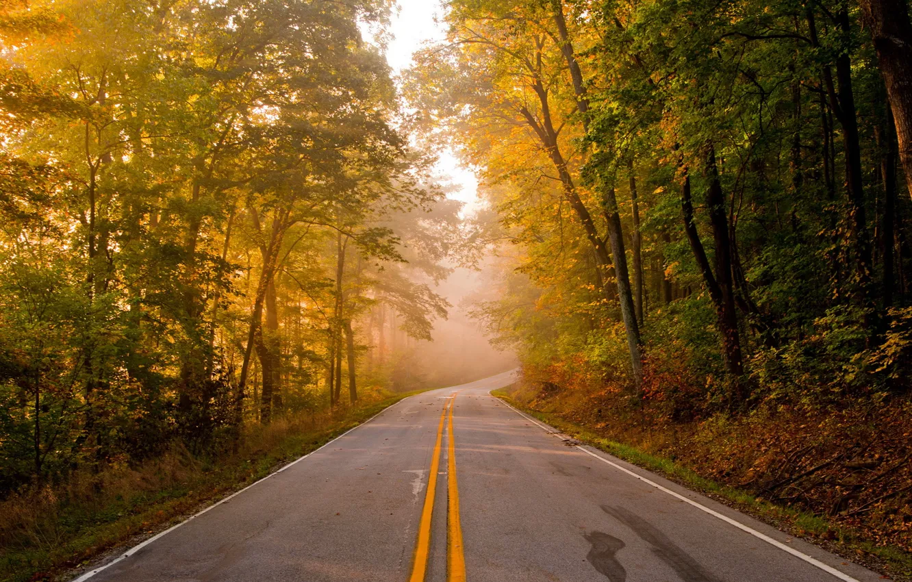 Фото обои дорога, осень, пейзаж