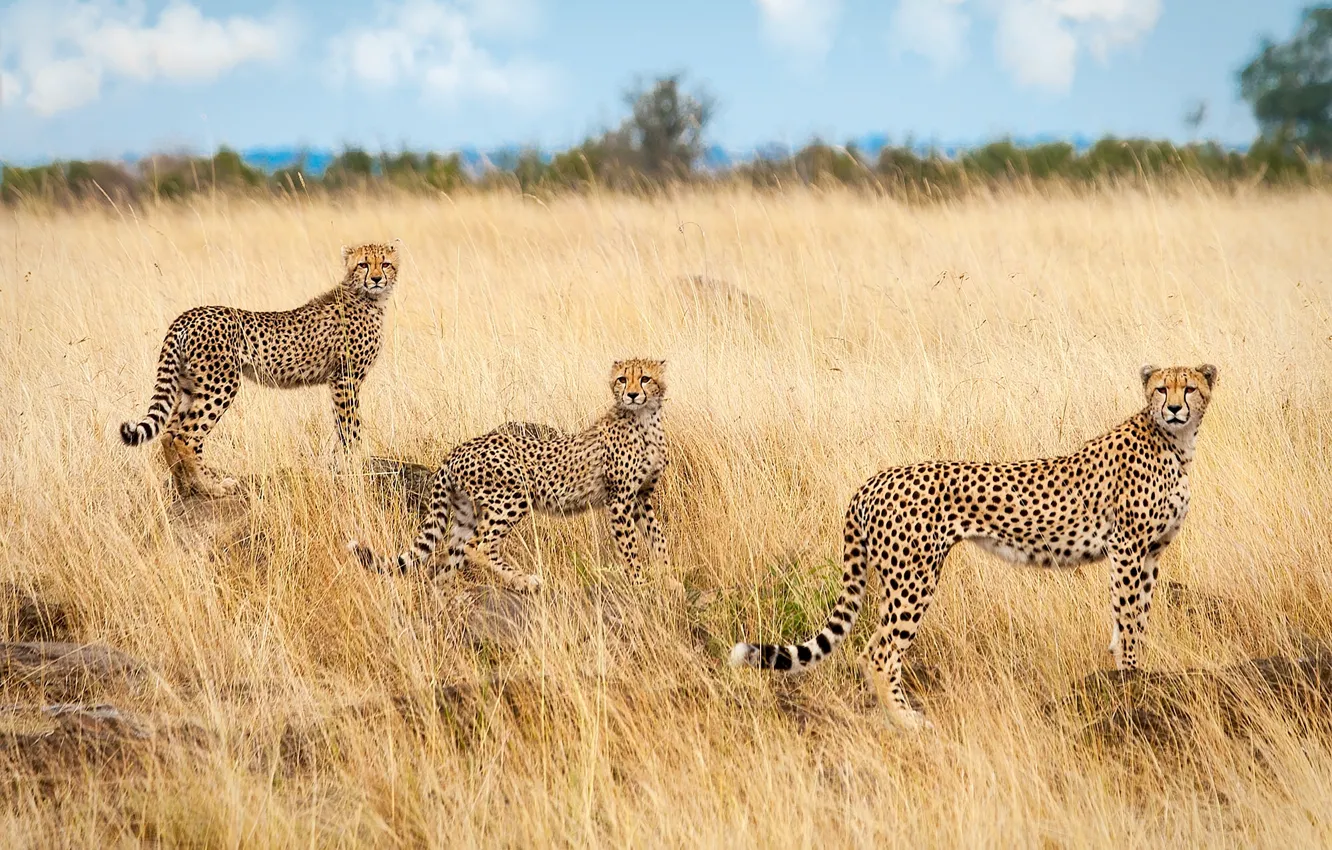 Фото обои саванна, Африка, трио, гепарды, троица