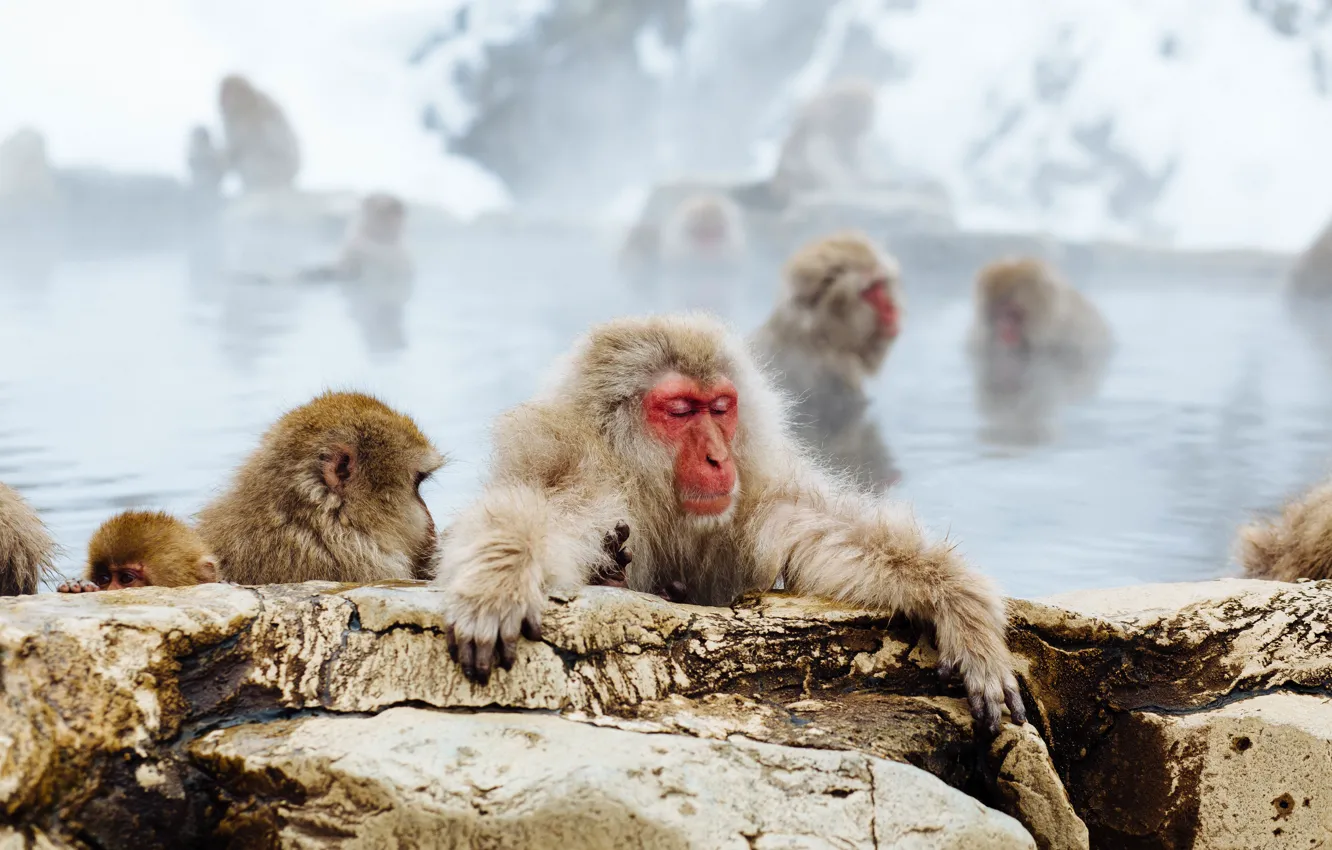 Фото обои Вода, Япония, Камни, Japan, префектура Нагано, Обезьяны, Japanese macaque, Nagano Prefecture