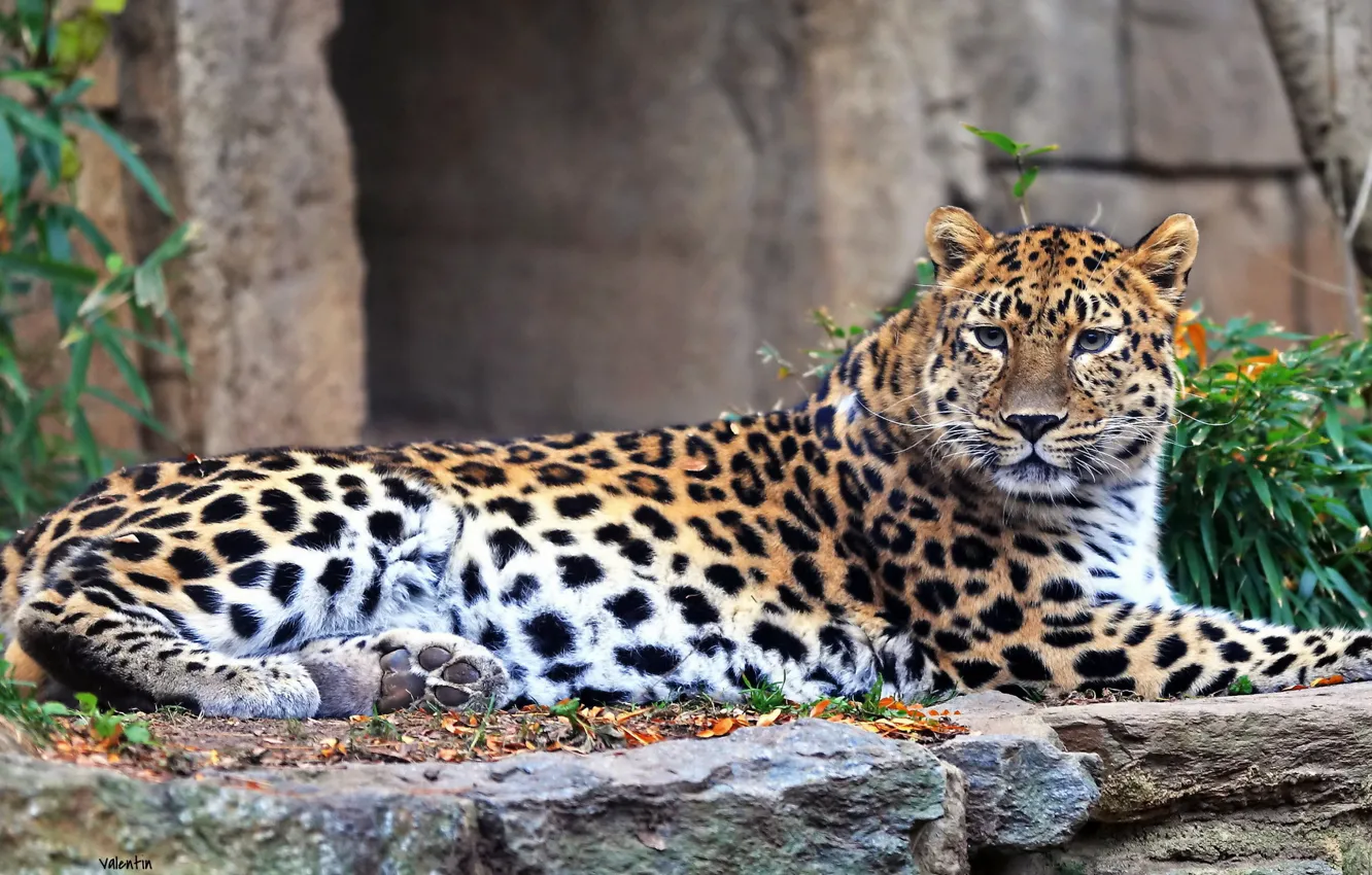 Фото обои отдых, хищник, леопард, дальневосточный
