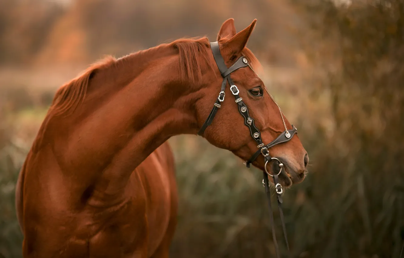 Фото обои морда, конь, лошадь, уздечка