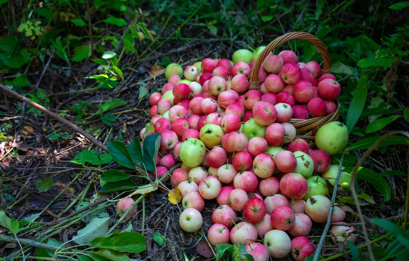 Фото обои яблоки, сад, урожай, розовые, россыпь, корзинка, много