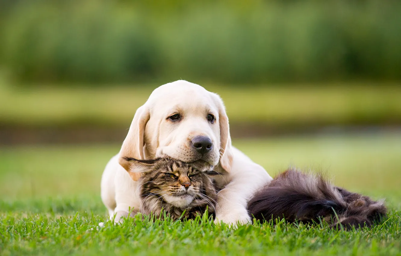 Фото обои кошка, трава, кот, взгляд, фон, вместе, собака, малыш