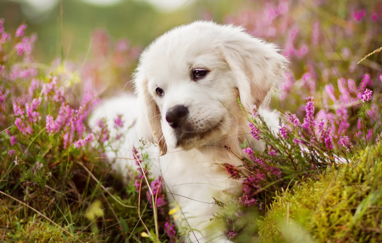 Фото обои белый, цветы, портрет, собака, луг, щенок, лежит, золотистый