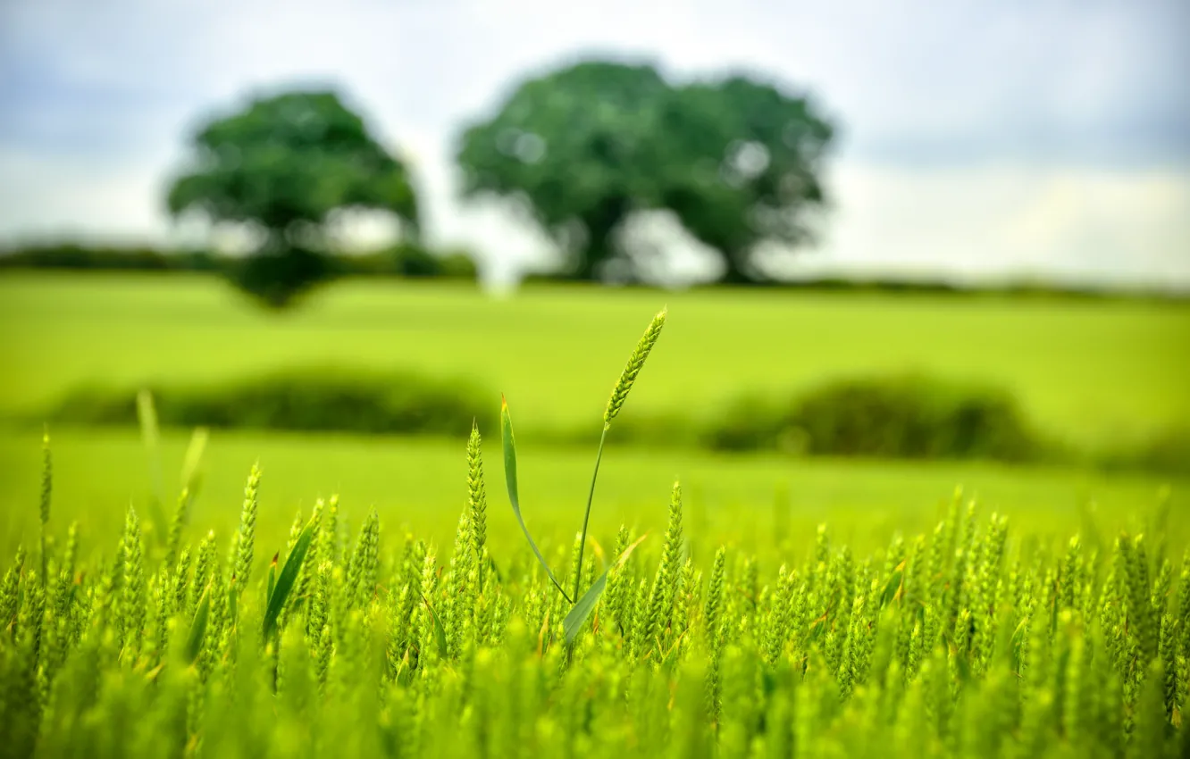 Фото обои green, trees, bokeh, wheat, countryside, farm, wheat field, farmland