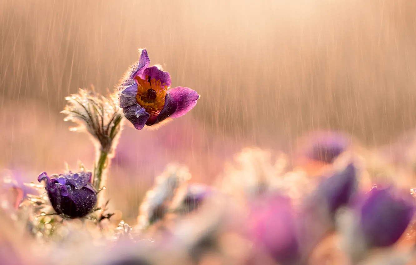 Фото обои солнце, капли, цветы, дождь, растение, сиреневые, сон-трава