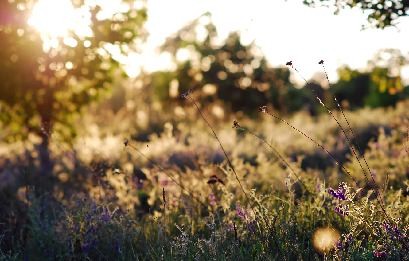 Фото обои поле, лето, трава, солнце, свет, блики, поляна, растения