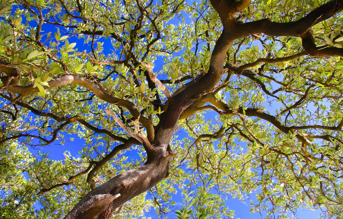 Фото обои небо, листья, ветки, дерево, ствол