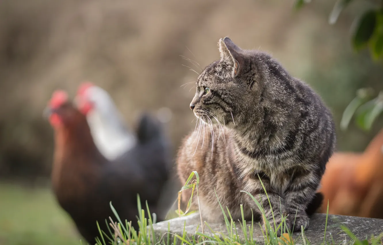 Фото обои кошка, кот, взгляд, птицы, серый, профиль, полосатый, курицы