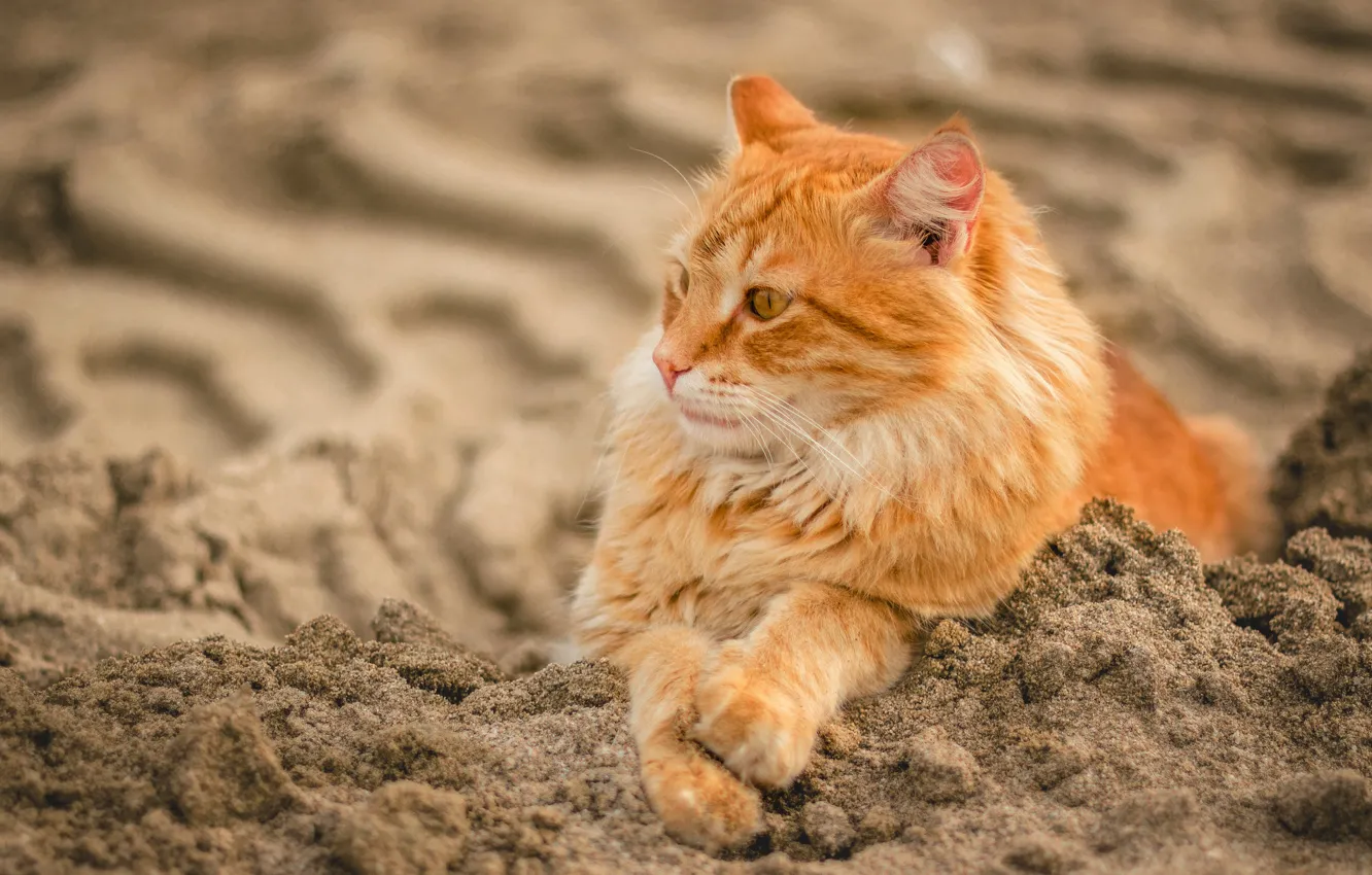 Фото обои песок, кот, рыжий