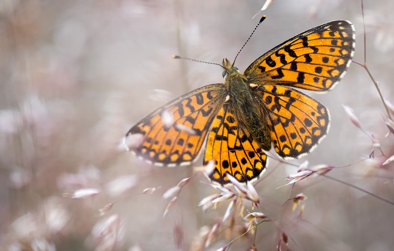 Фото обои макро, фон, стебли, узор, бабочка, крылья, оранжевая, колоски