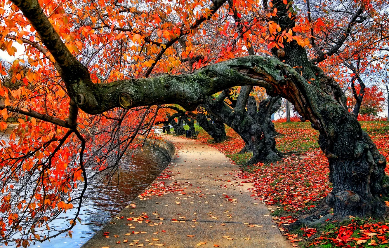 Фото обои осень, лес, небо, листья, вода, деревья, природа, парк