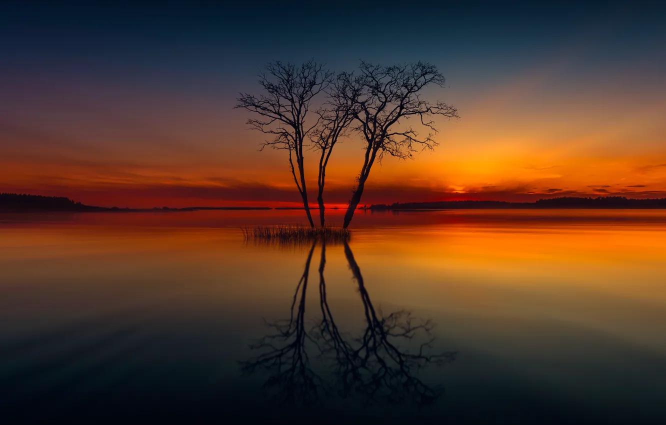 Фото обои озеро, отражение, дерево