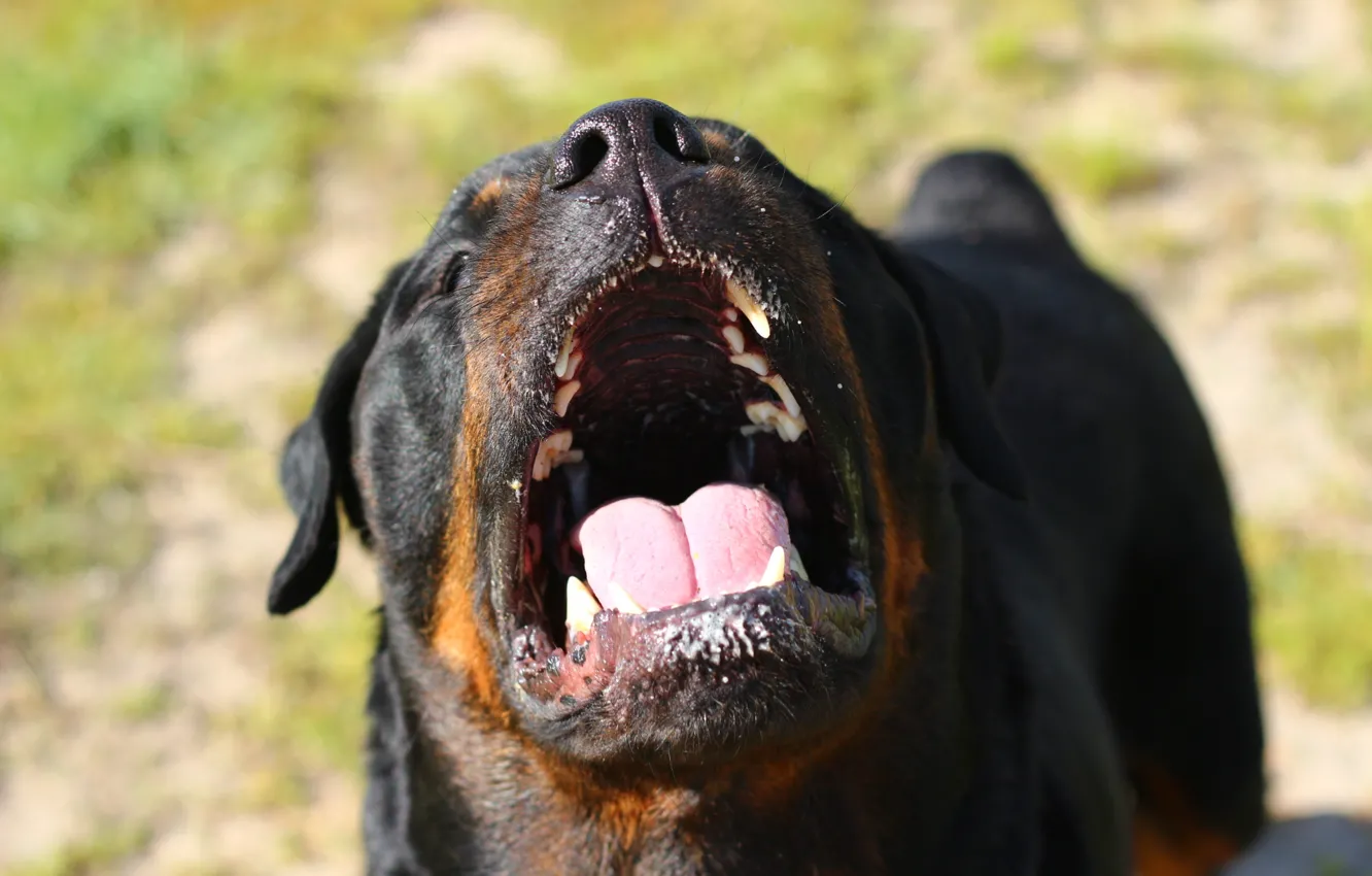 Фото обои морда, собака, зубы, пасть, ротвейлер