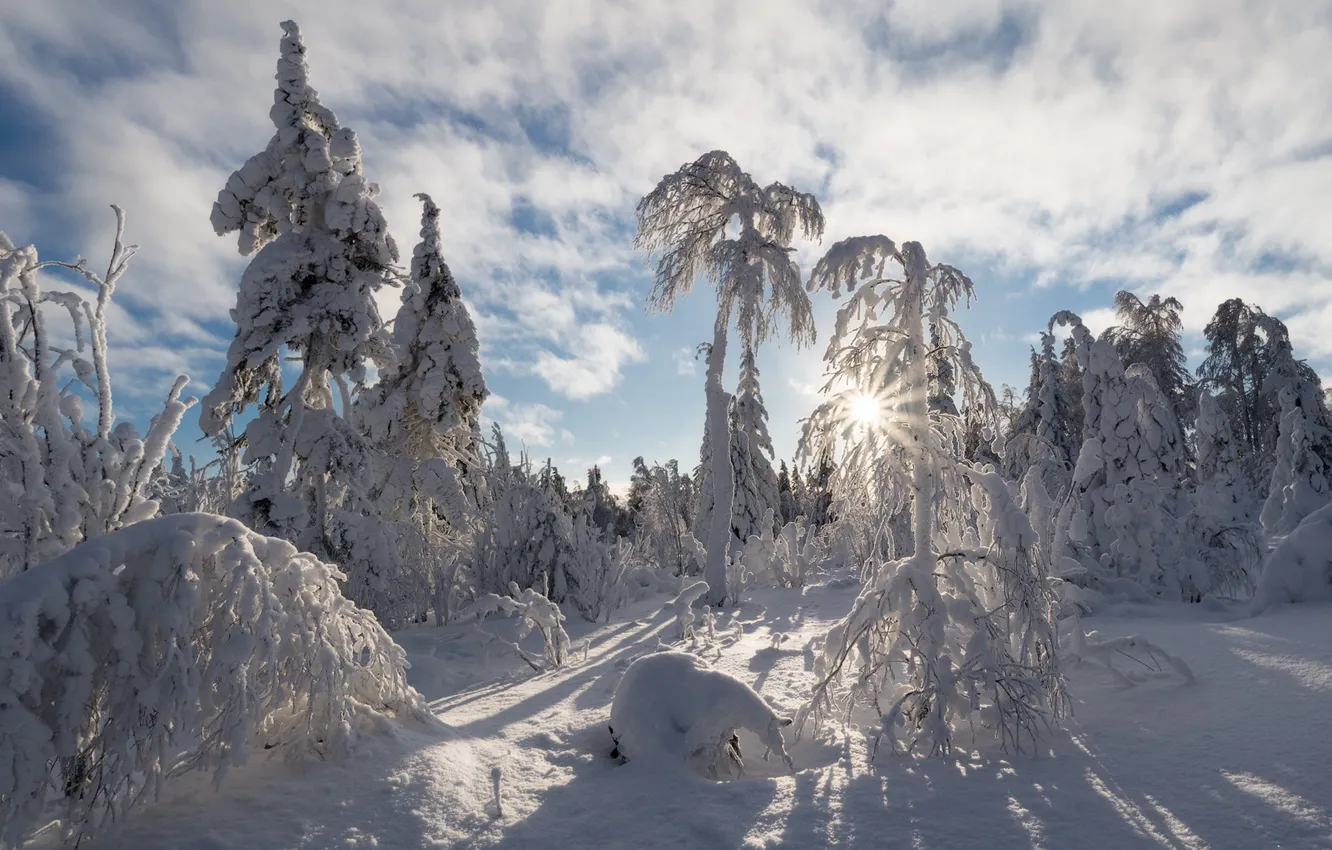Фото обои зима, иней, лес, небо, солнце, лучи, свет, снег