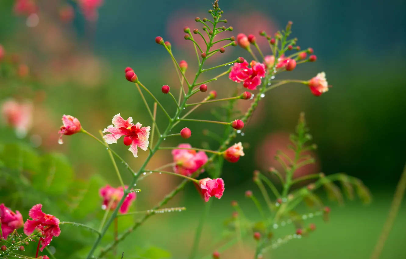 Фото обои цветы, куст, розовокррасные