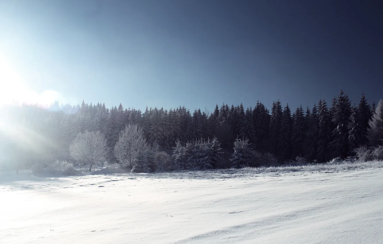 Фото обои зима, лес, солнце, свет, снег, деревья, елки, ели