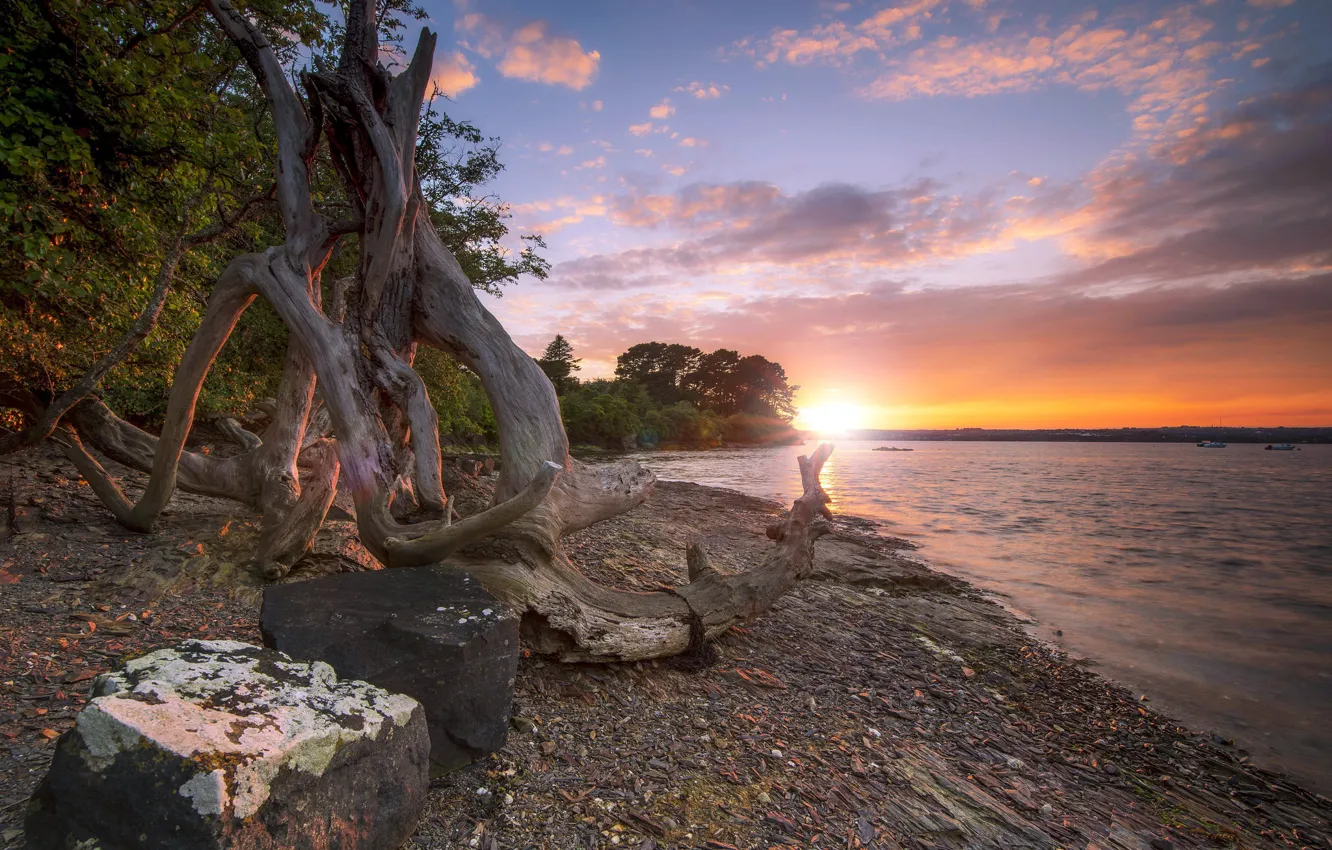 Фото обои закат, дерево, берег