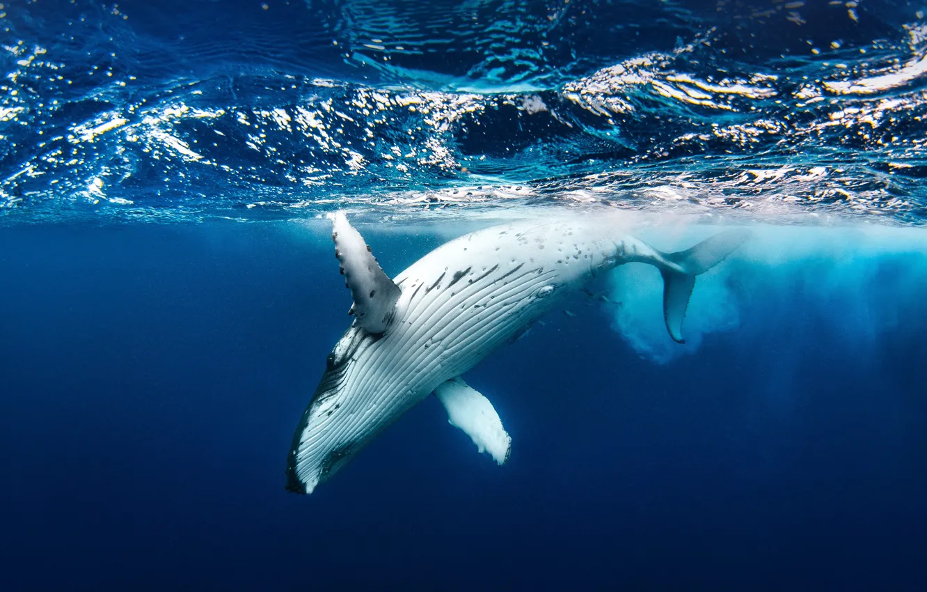 Фото обои nature, animal, .Humpback whale, big oceans