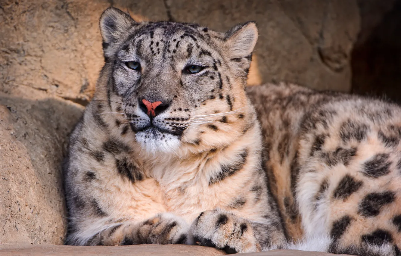 Фото обои взгляд, камни, отдых, дремота, или снежный леопард (Uncia uncia, или снежный барс, Panthera uncia), Ирбис
