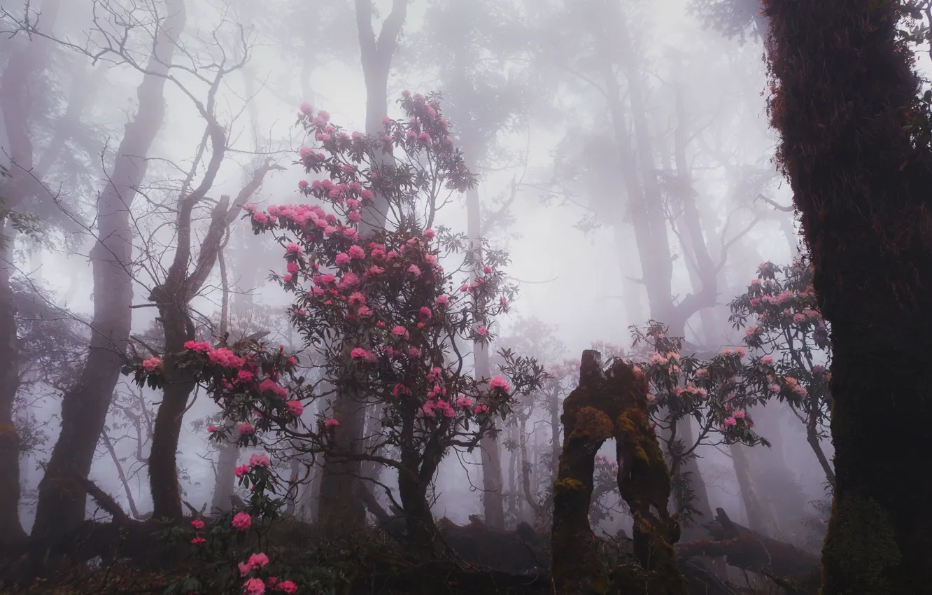 Фото обои лес, деревья, природа, туман, Гималаи, Непал, рододендрон, Nepal