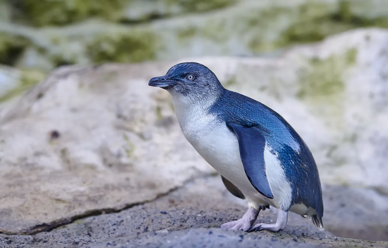 Фото обои синий, голубой, птица, берег, пингвин