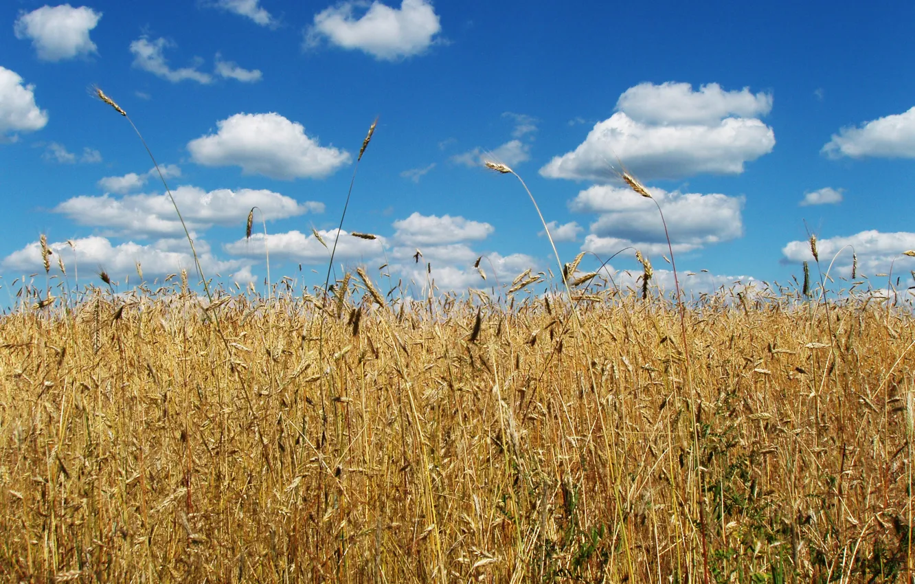 Фото обои пшеница, небо, облака, флаг, колоски, колосья, символика, пшеничное поле
