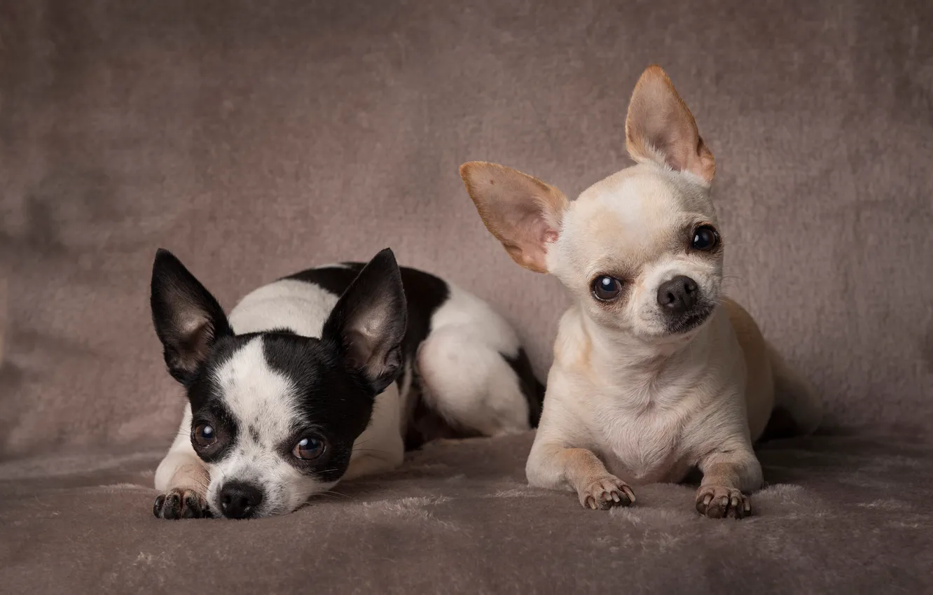 Фото обои фон, портрет, парочка, собачки, две собаки, Чихуахуа, пёсики