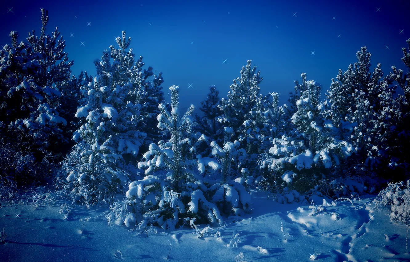 Фото обои зима, снег, деревья, синий, Елки