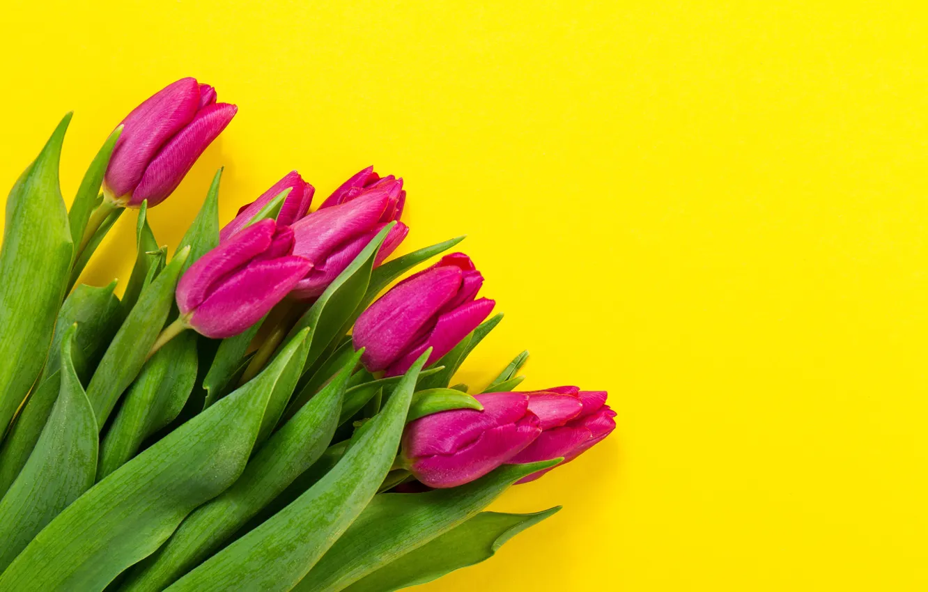 Фото обои цветы, букет, colorful, тюльпаны, fresh, yellow, flowers, tulips