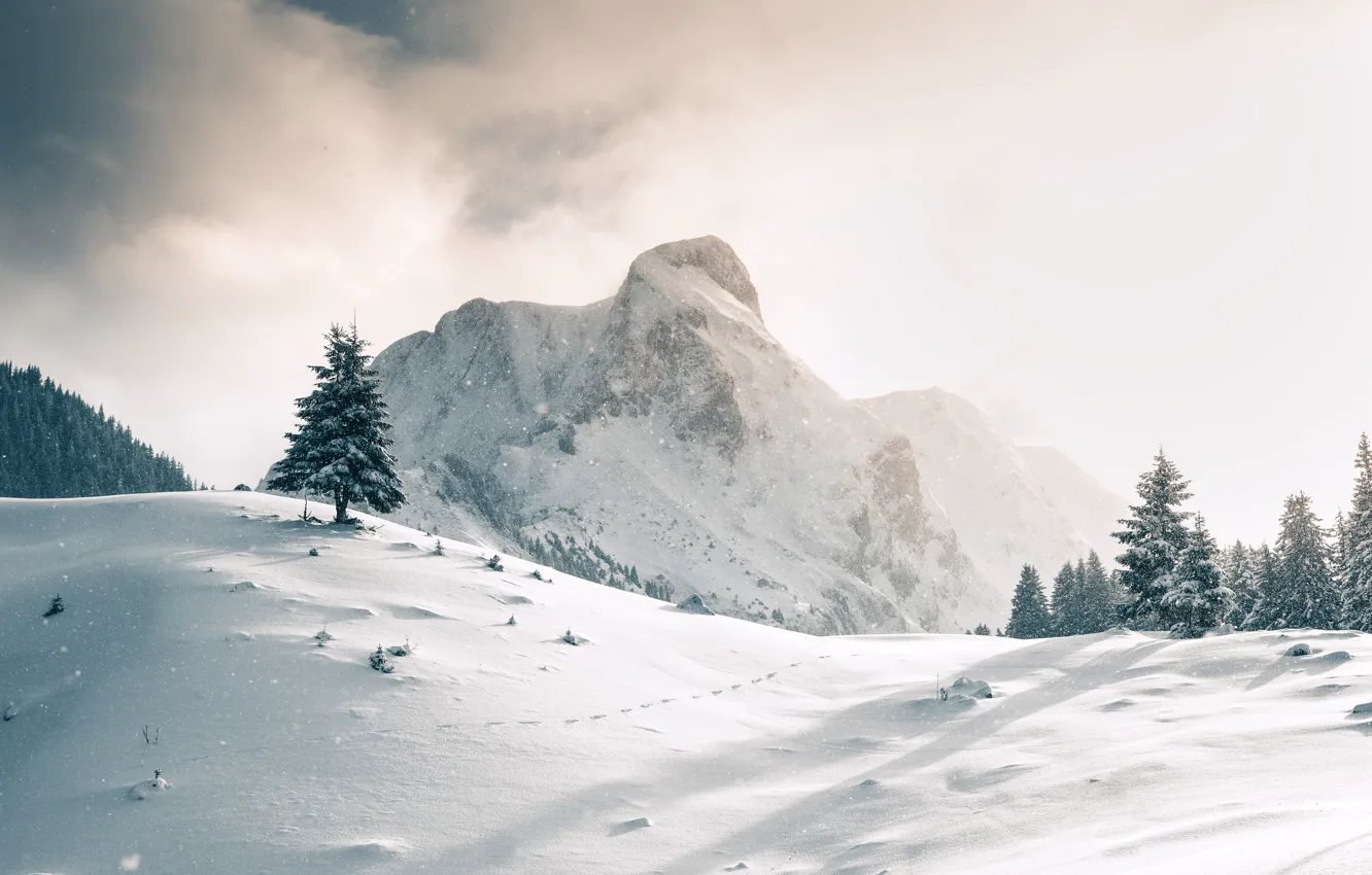 Фото обои снег, дерево, гора