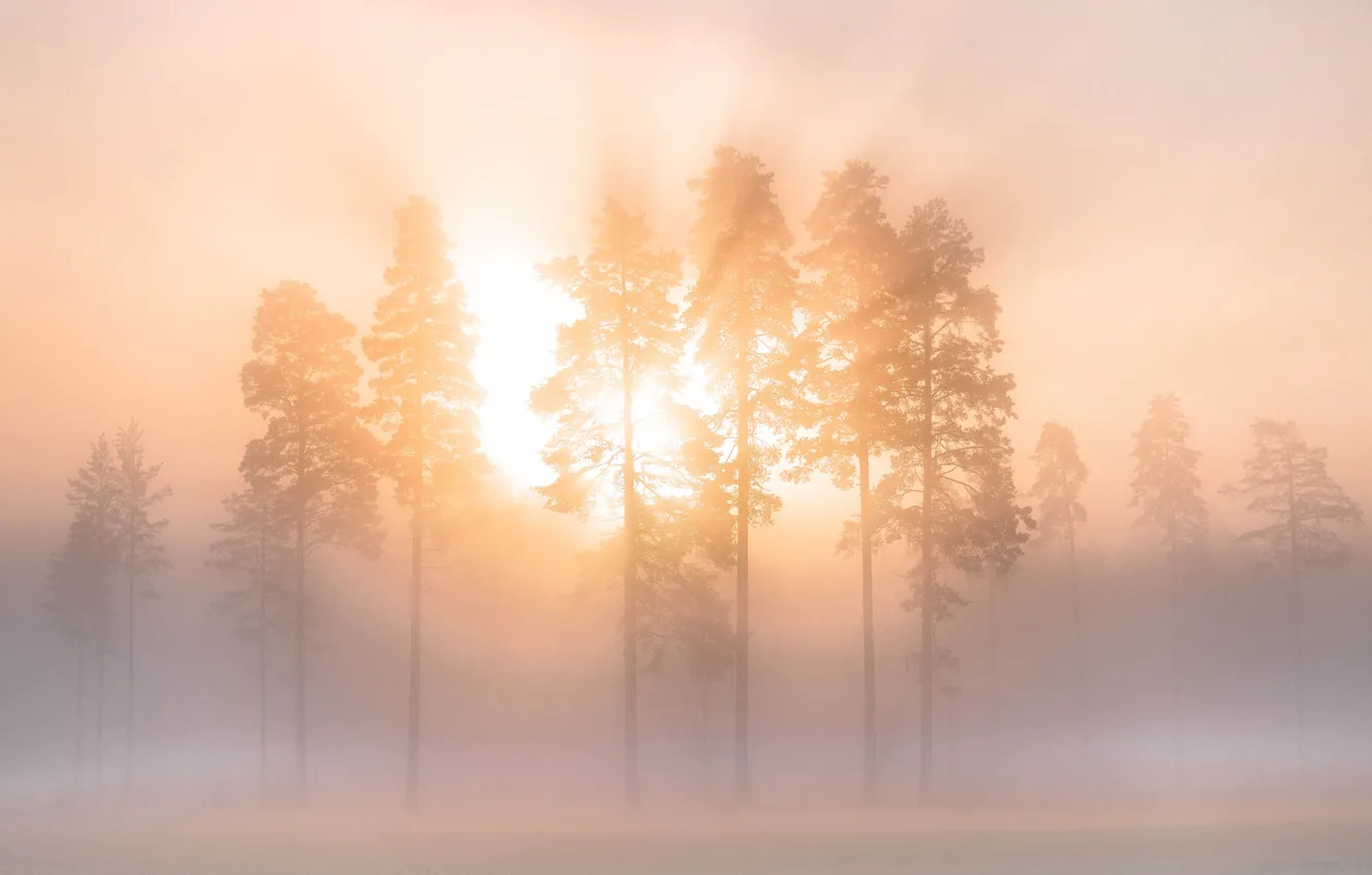 Фото обои зима, небо, лучи, деревья, туман