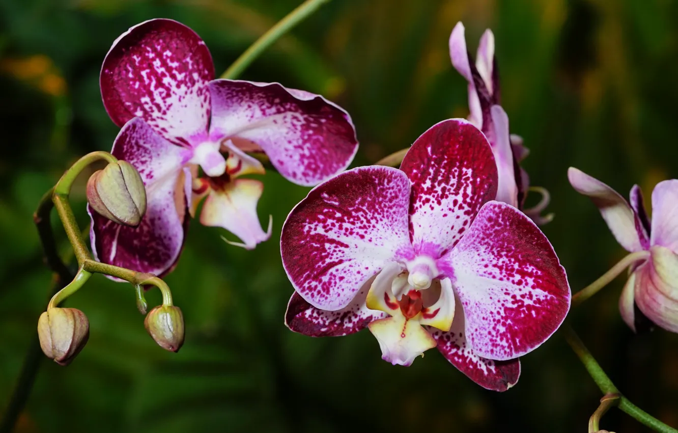 Фото обои цветок, цветение, орхидея