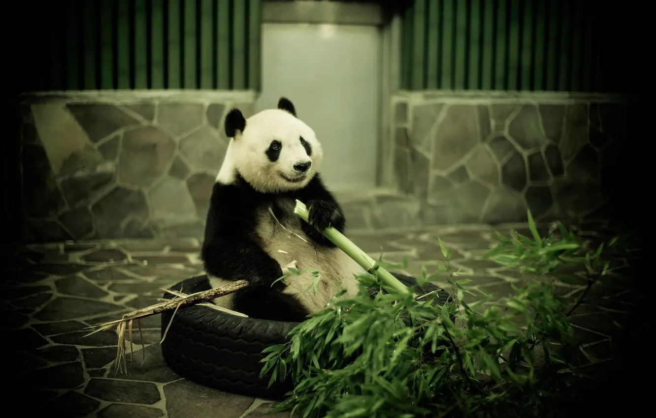 Фото обои бамбук, панда, зоопарк