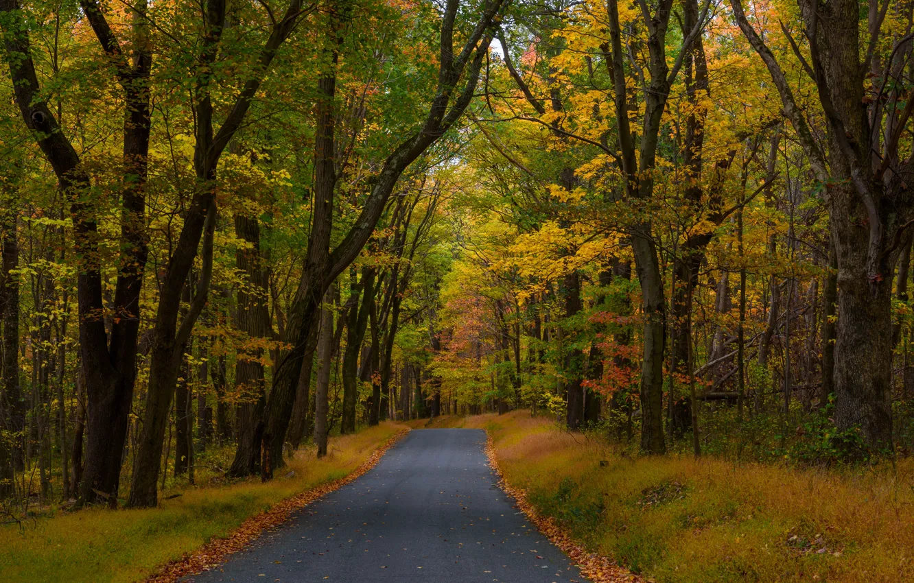 Фото обои дорога, осень, лес, деревья, Пенсильвания, опавшие листья, Pennsylvania
