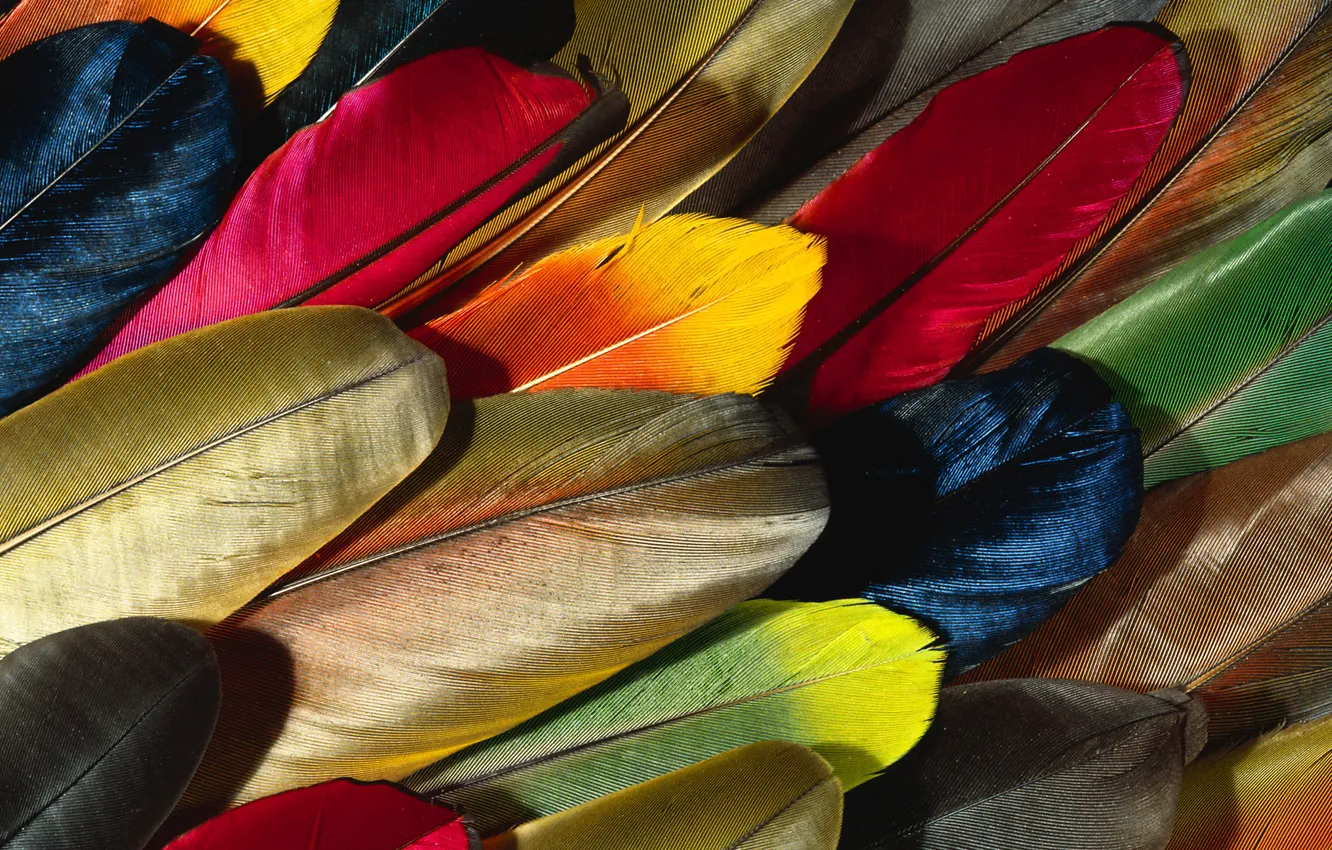 Фото обои перья, разноцветные обои, перо попугаи
